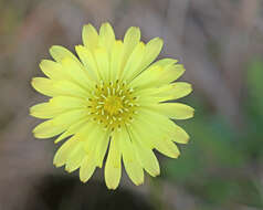 Image of Carolina desert-chicory