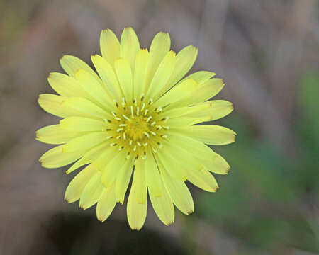 Image of Carolina desert-chicory