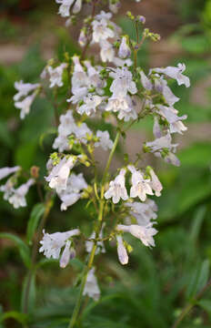 Image of Arkansas beardtongue