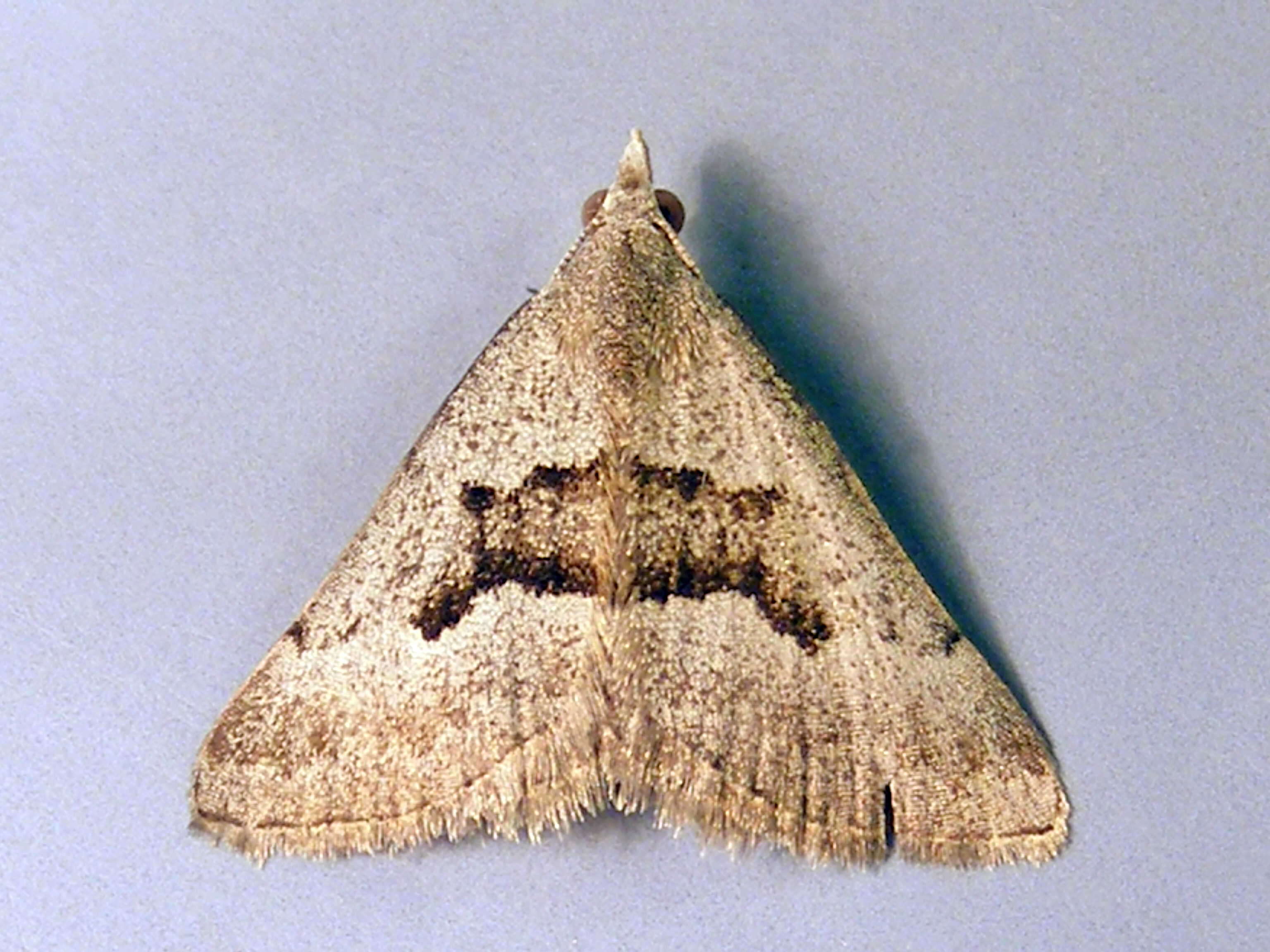 Plancia ëd Dichromodes