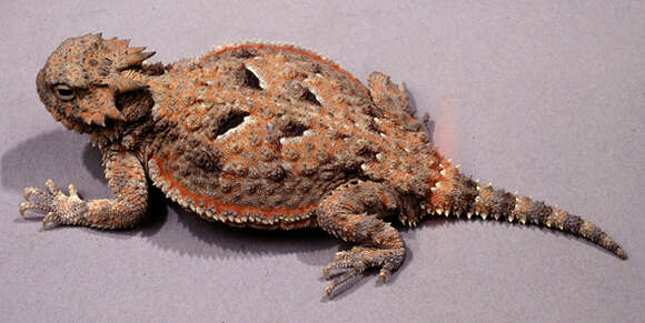 Image of Desert Horned Lizard