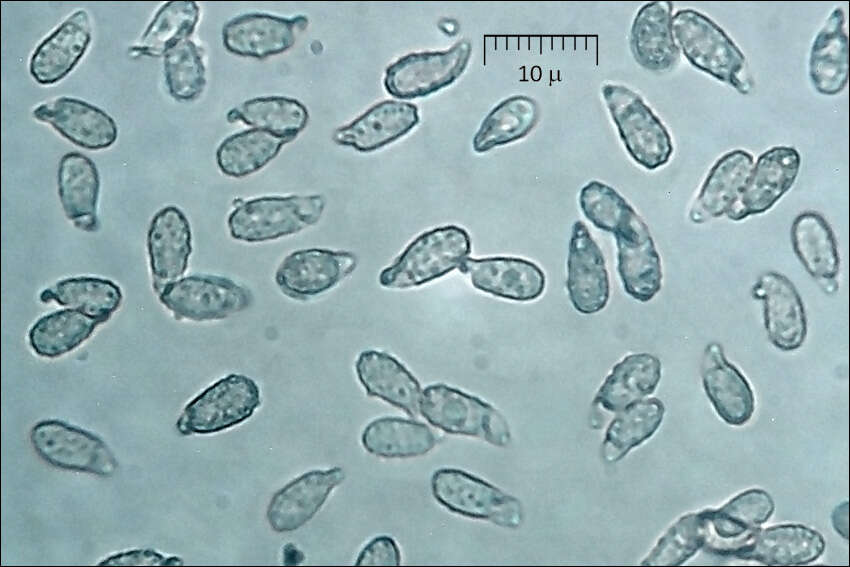 Image of Phaeoclavulina
