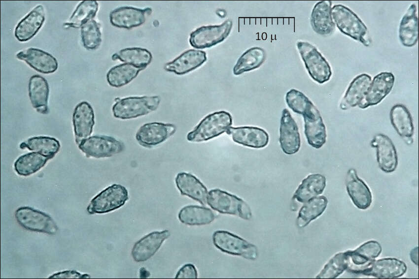 Image de Phaeoclavulina