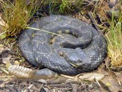 Image of Northern Pacific Rattlesnake