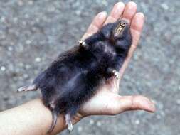 Image of blind mole rats, african mole rats, zokors, and bamboo rats