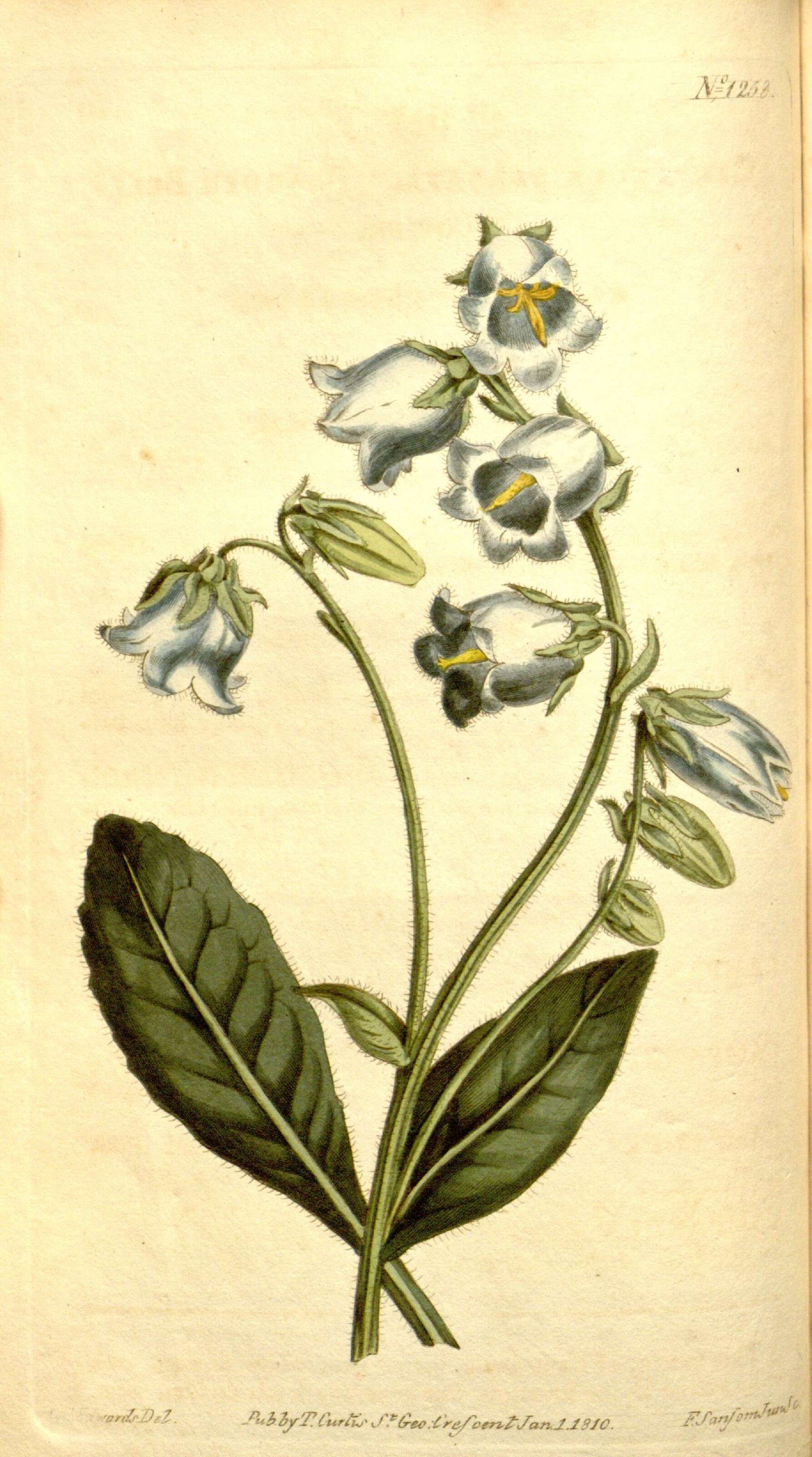 Image of Bearded Bellflower