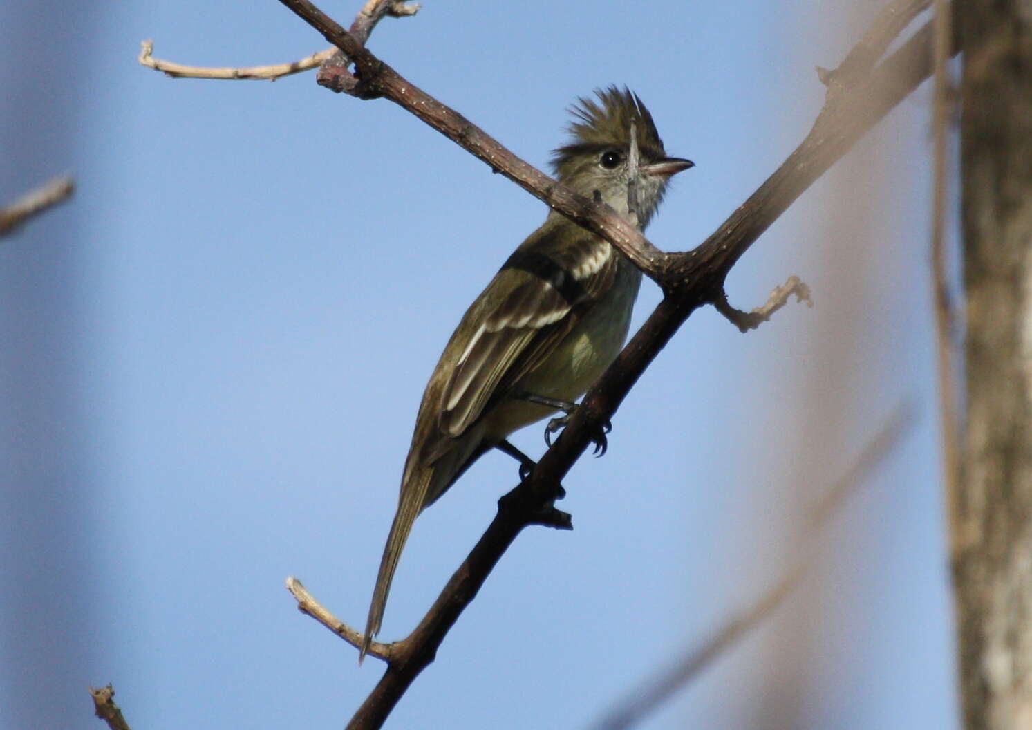 Imagem de Elaenia flavogaster (Thunberg 1822)