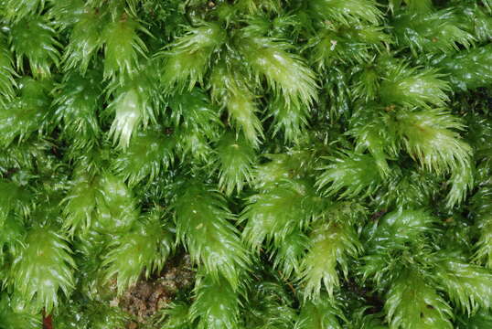 Image of leucobryum moss