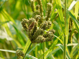 Image of goosegrass