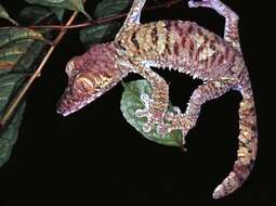 Image of Flat-tail geckos