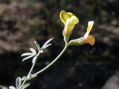 Image of shrubby deervetch