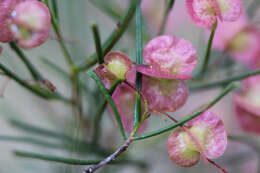 Image de Dodonaea filifolia Hook.