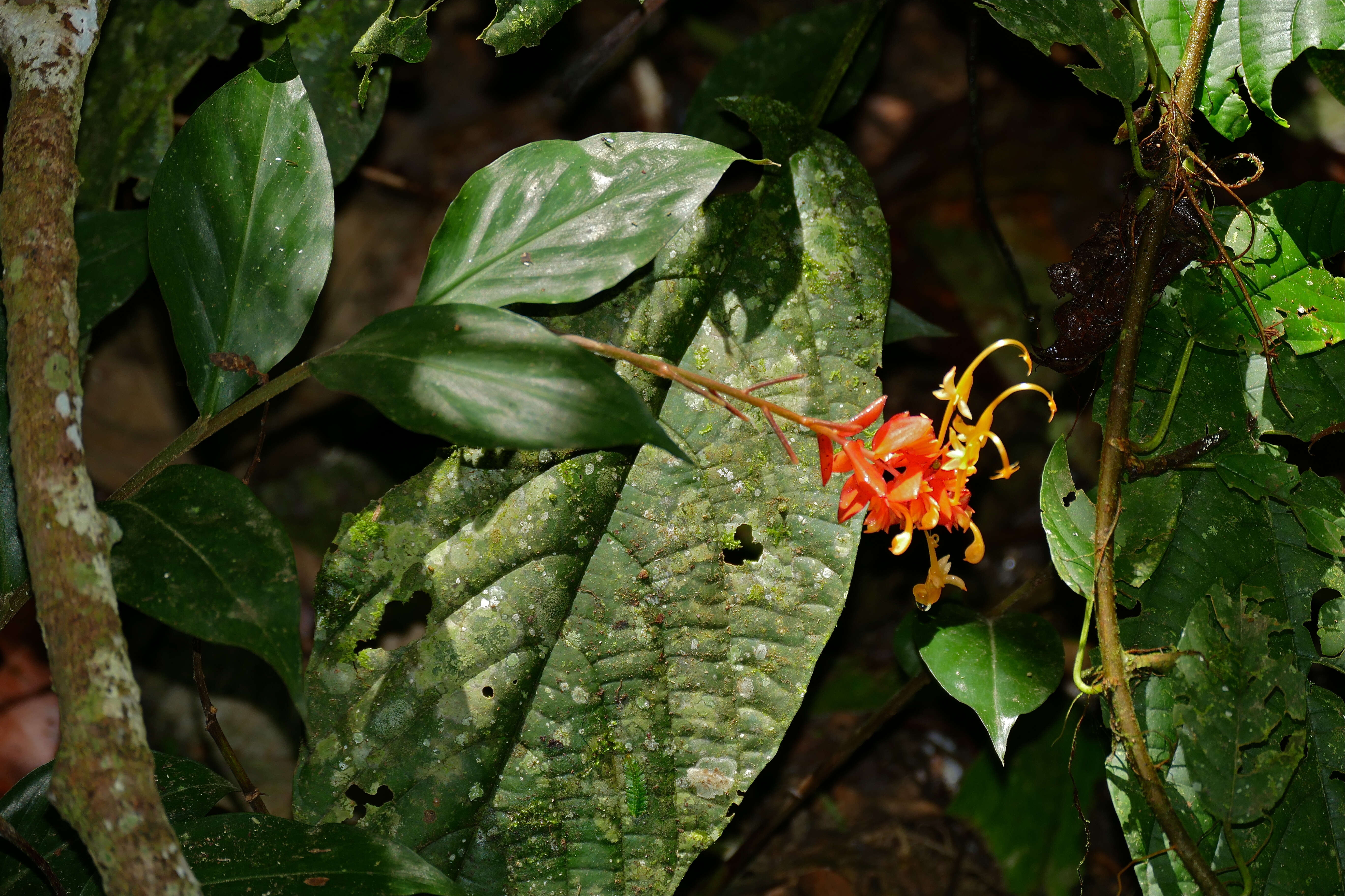 Imagem de Globba atrosanguinea Teijsm. & Binn.