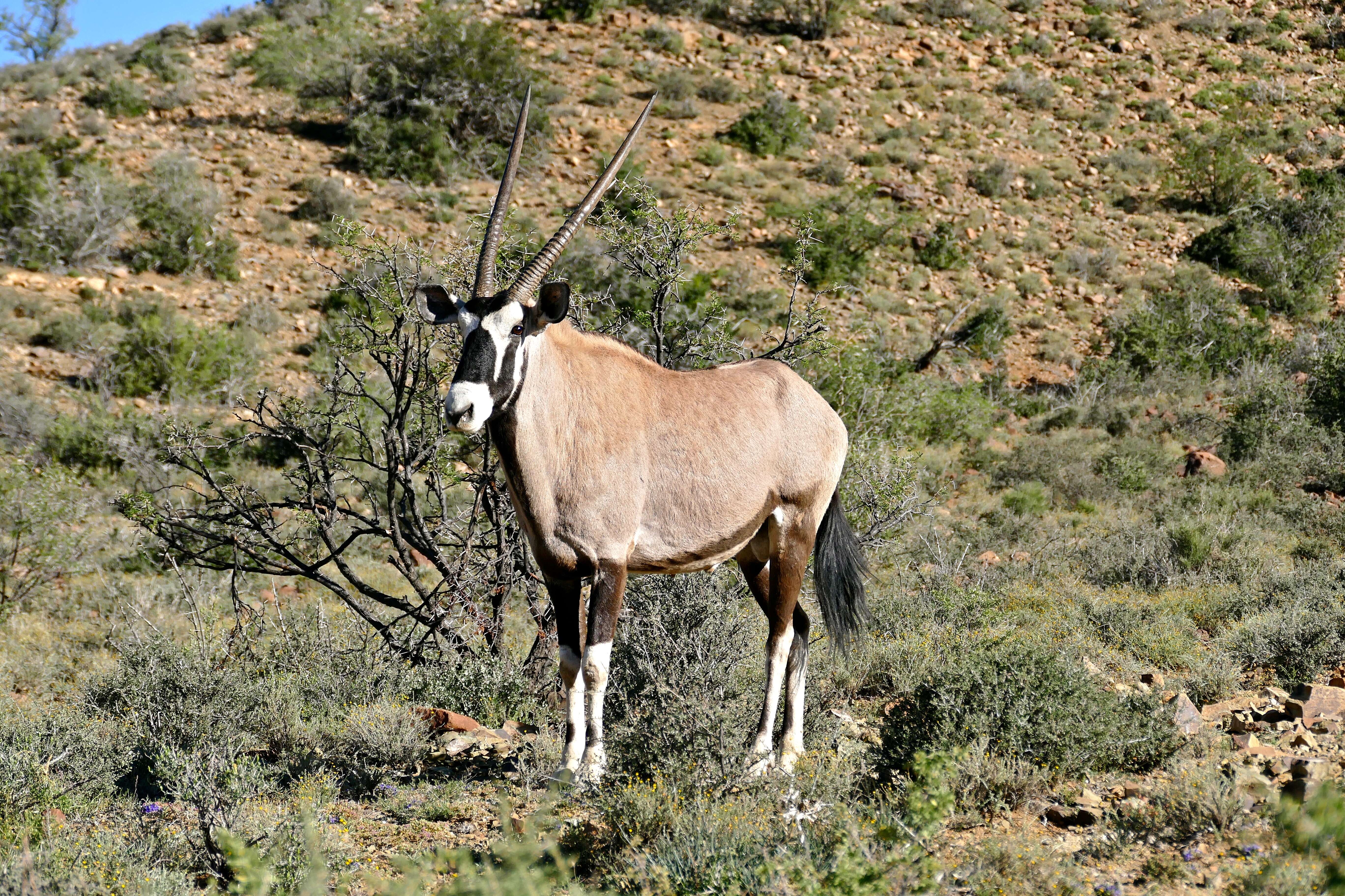 Image of Oryxes