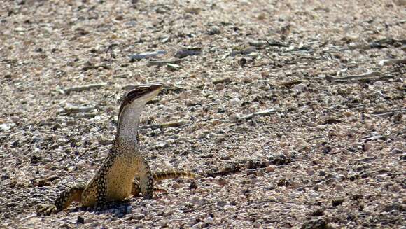 Image of Sand Monitor