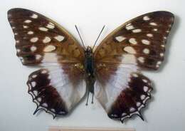 Charaxes ameliae Doumet 1861 resmi