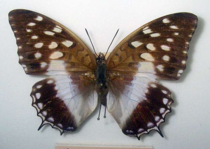 Charaxes ameliae Doumet 1861 resmi