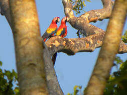 Image of Scarlet Macaw