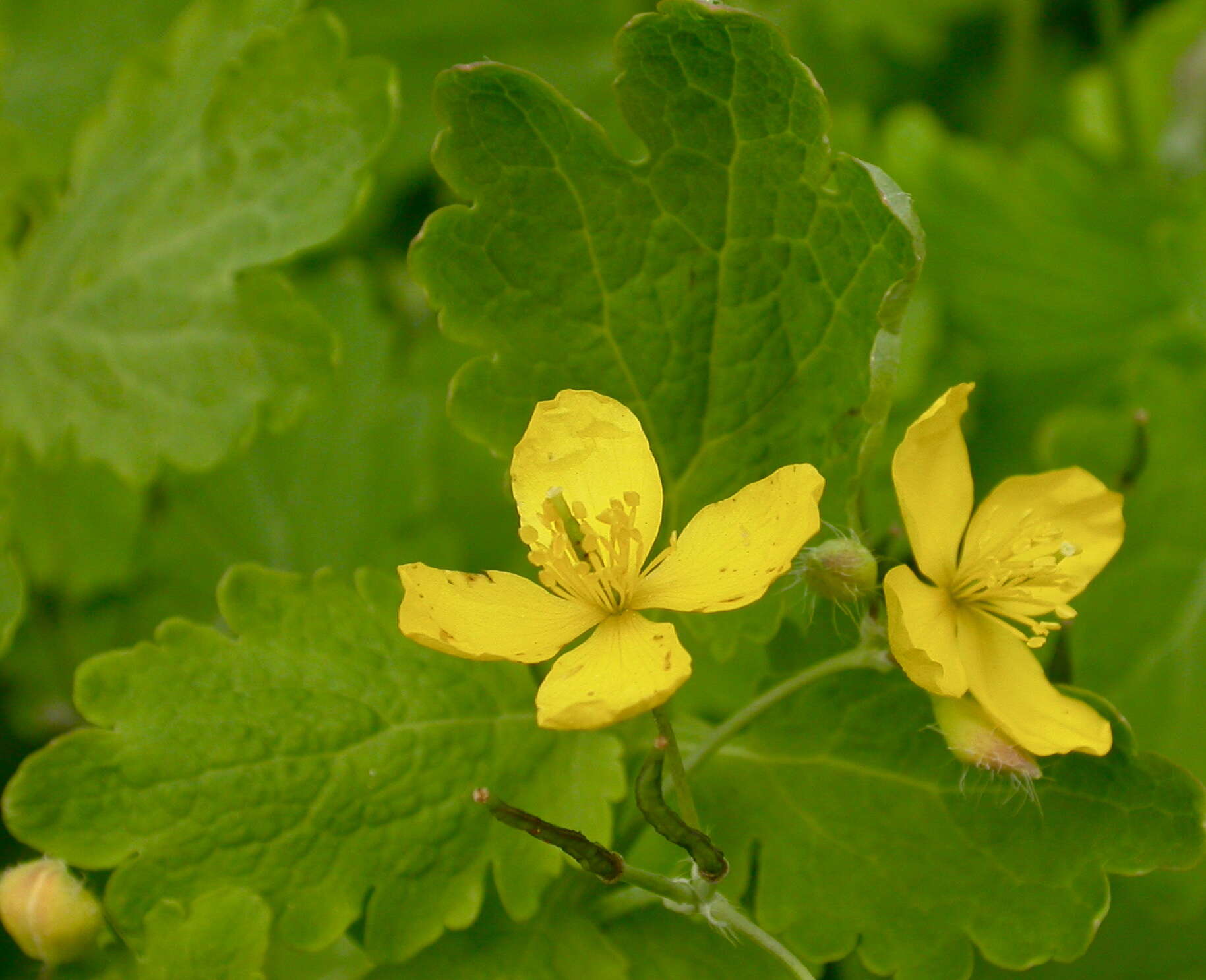 Chelidonium resmi