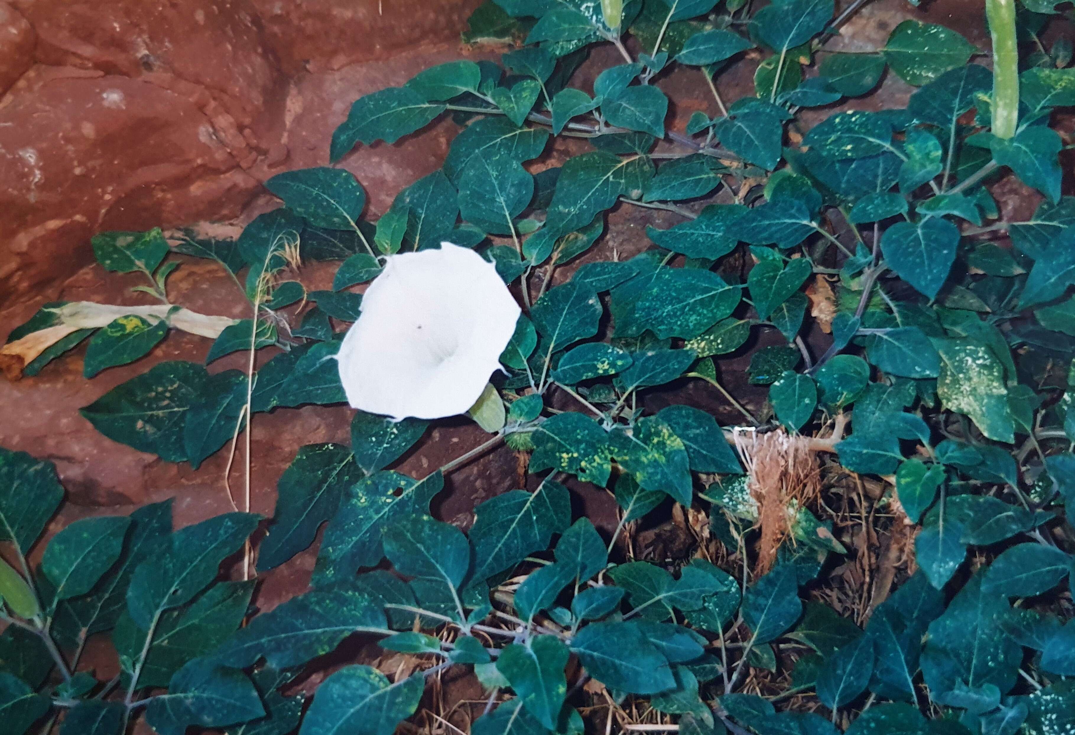 Image de Datura