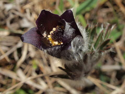 Image of Pulsatilla pratensis subsp. nigricans (Störcke) Zämelis