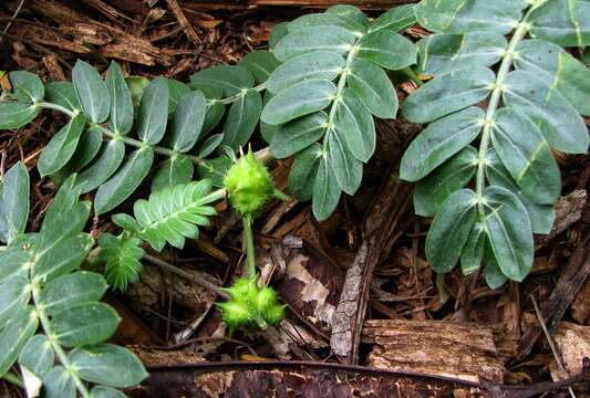 Image of Jamaican feverplant