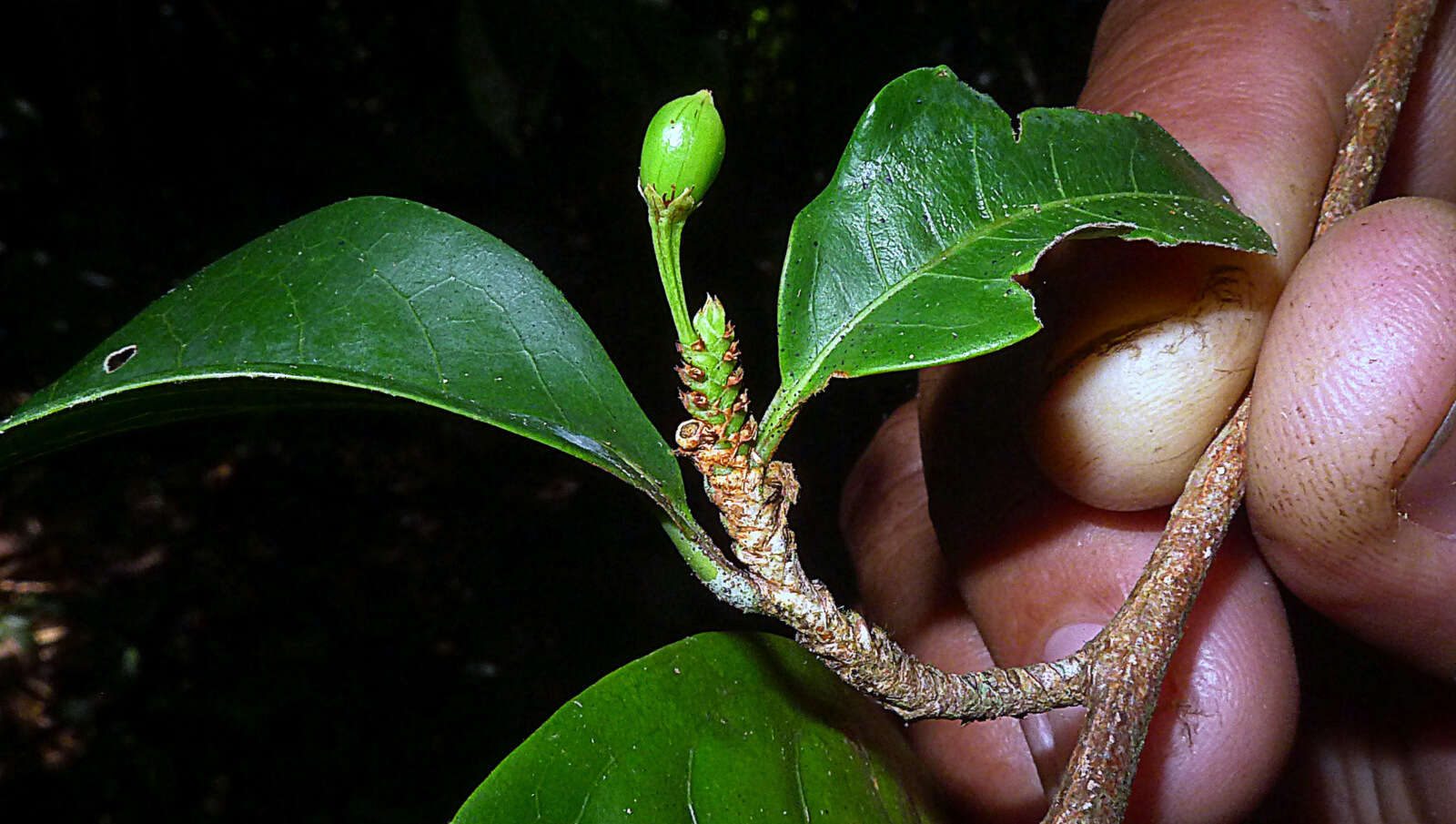 صورة Erythroxylum squamatum Sw.