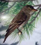 Image of Olive-Sided Flycatcher