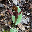 Image of Small bird orchid