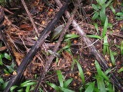 Image of oil palm