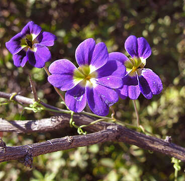 Image of Blue Nasturtium