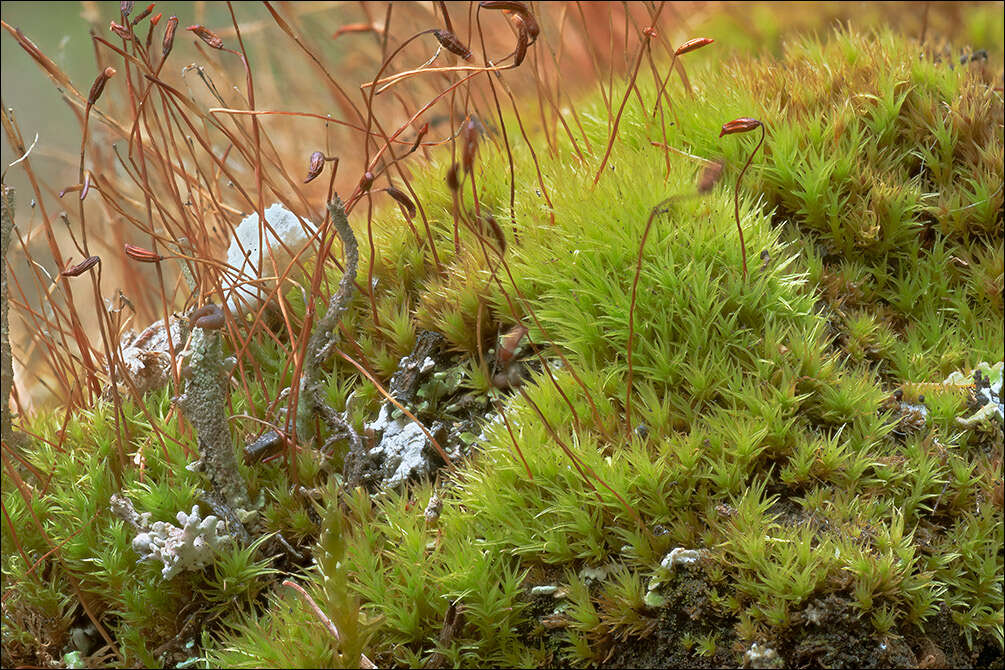 Image of ceratodon moss