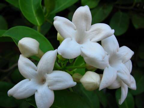 Image of Stephanotis floribunda Brongn.