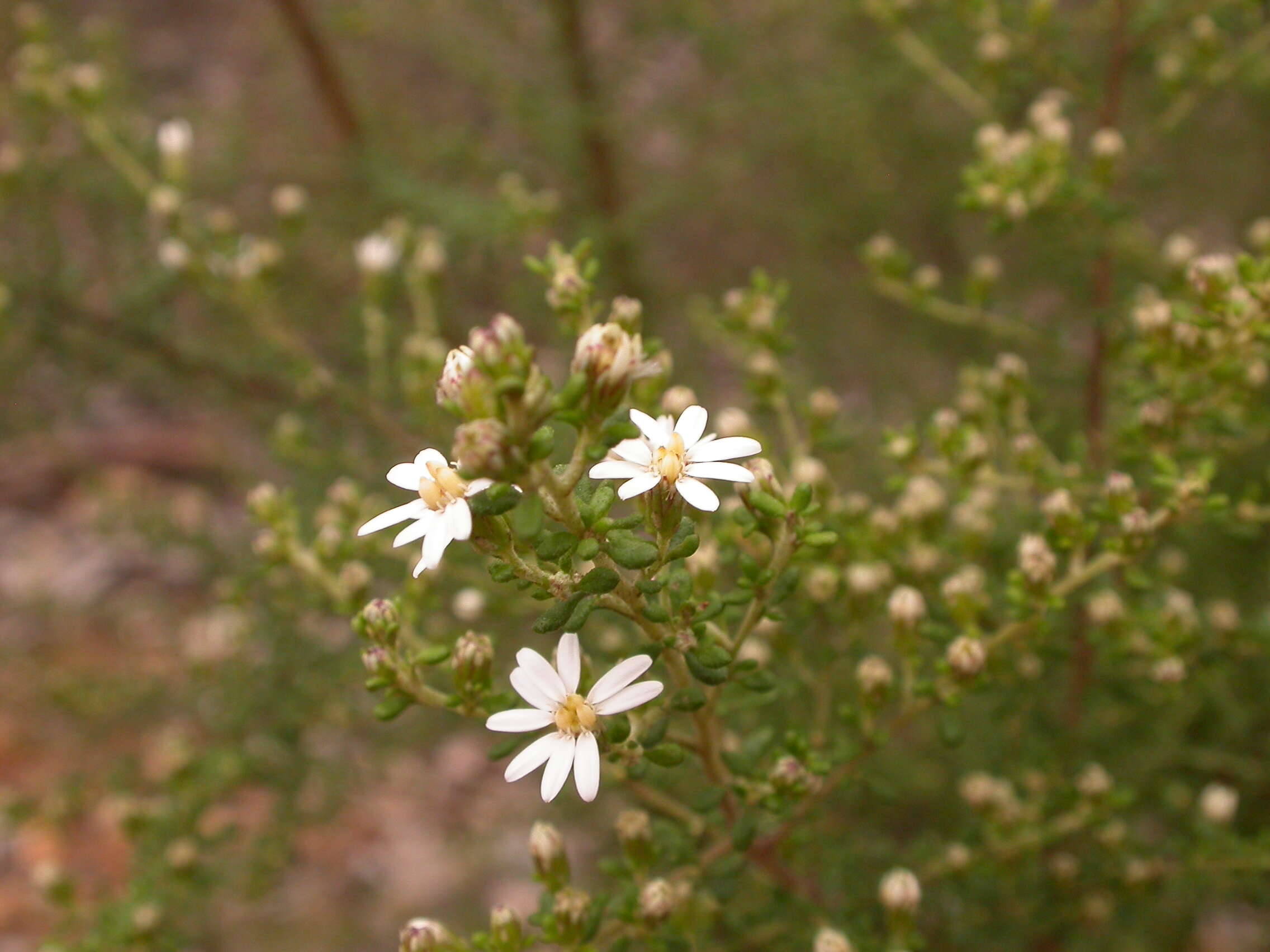 Olearia microphylla (Vent.) Maiden & E. Betche resmi