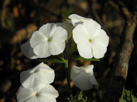 Image of annual phlox