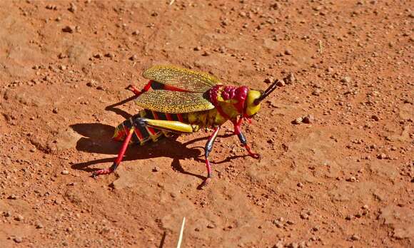 صورة Dictyophorus (Dictyophorus) spumans (Thunberg 1787)