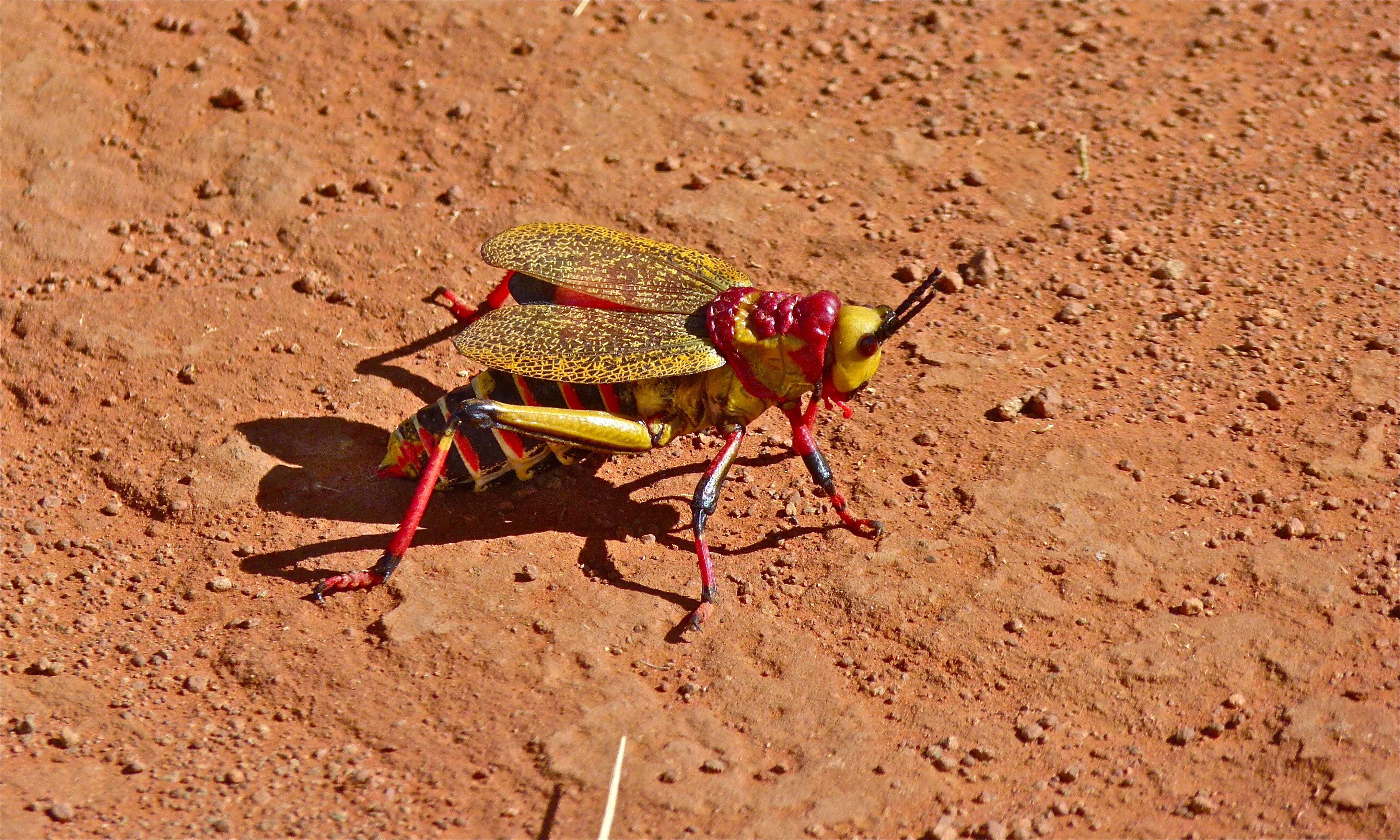 Image of Dictyophorus