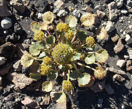 Imagem de Azorella volcanica (Math. & Const.) M. Hiroe