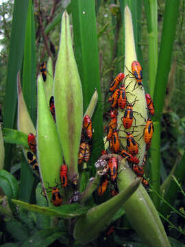 Image of Large Milkweed Bug