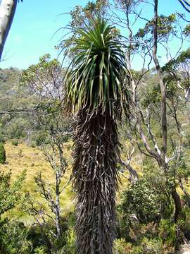 Image of Richea pandanifolia Hook. fil.