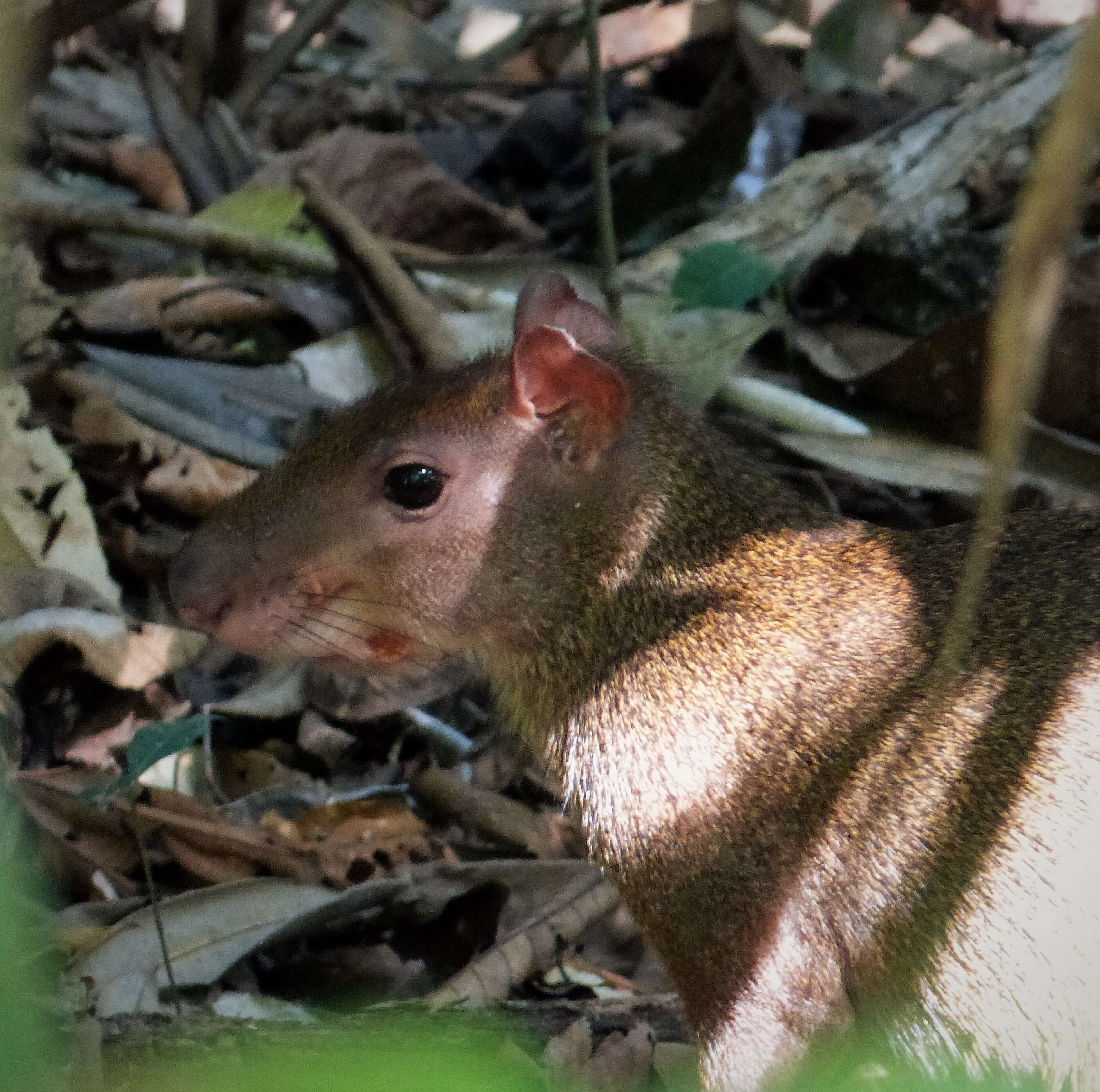 Image of agoutis and pacas