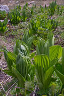 Image of false hellebore