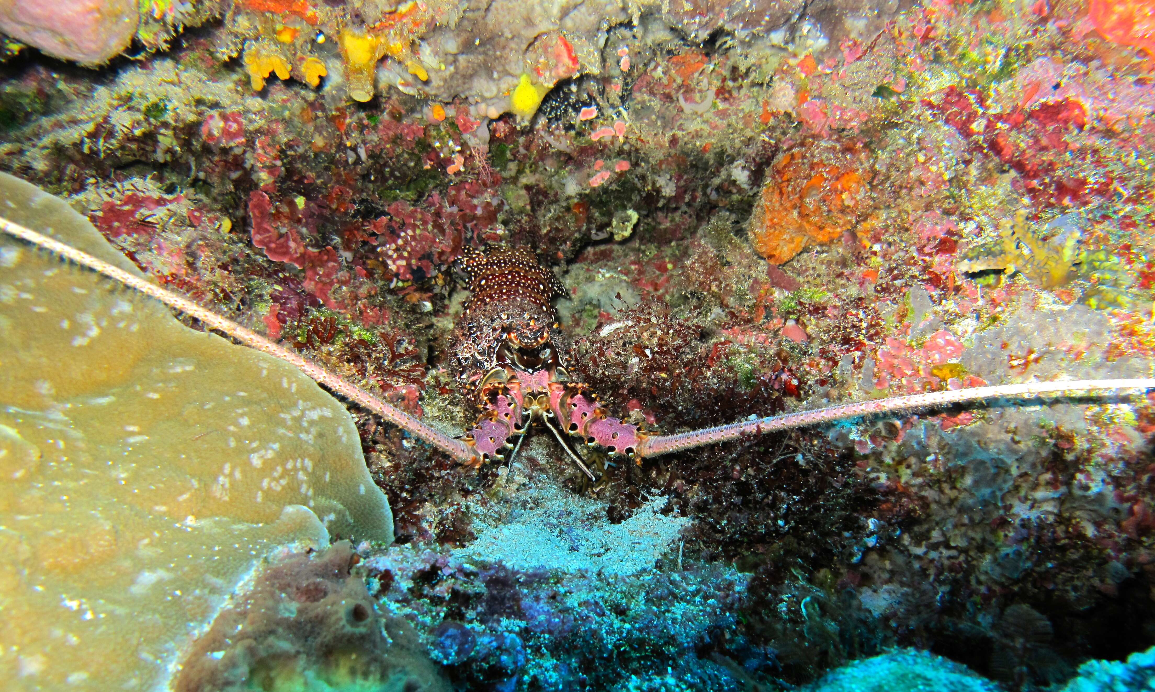 Image of Stripe-leg spiny lobster