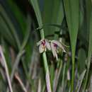 Image of Octomeria grandiflora Lindl.