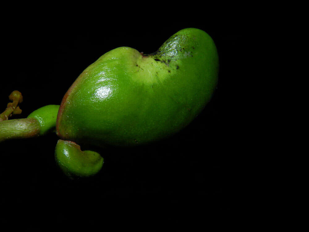 Image of Wild Cashew