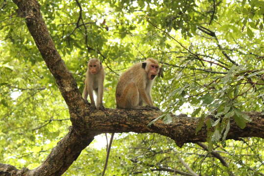 Image of Toque macaque