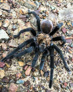 Image of Texas Brown Tarantula