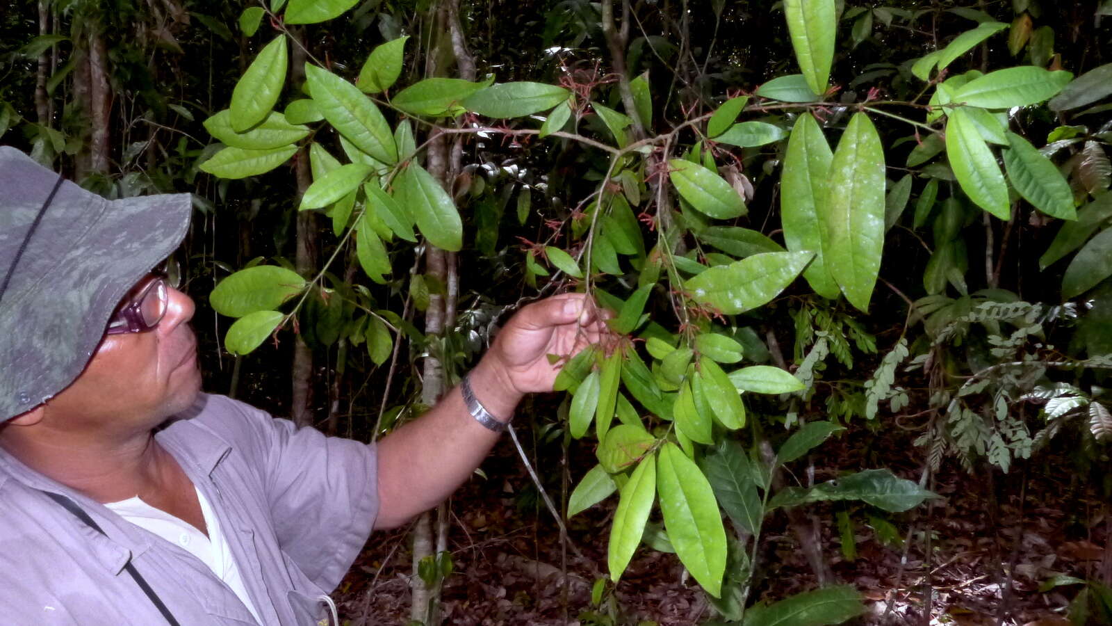 Image of Gymnanthes glabrata (Mart.) Govaerts