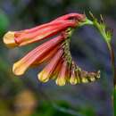 Plancia ëd Spigelia pulchella Mart.