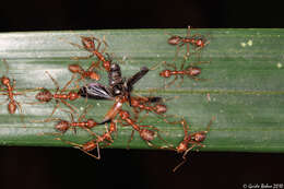 Image of weaver ant